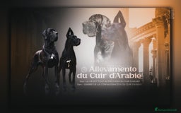 Alano cani in vendita: Cuccioli alani blu - Immagine 7