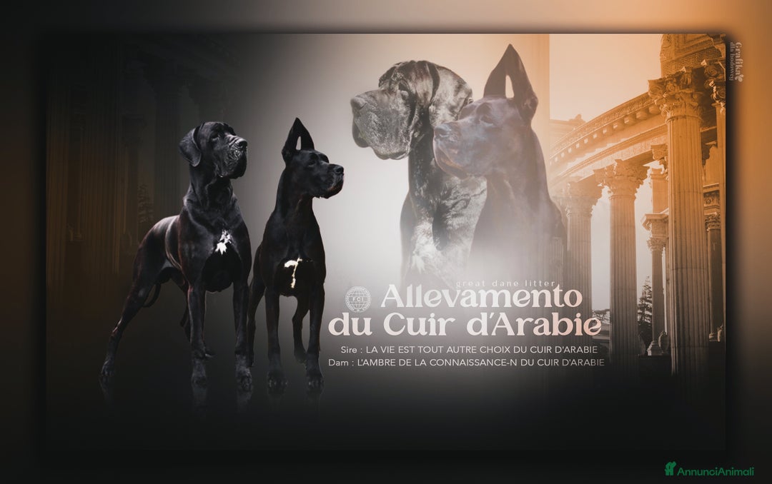 Alano cani in vendita: Cuccioli alani blu - Immagine 7