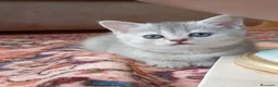 Scottish gatti in vendita: Cucciola di scottish straight  - Annuncio 4