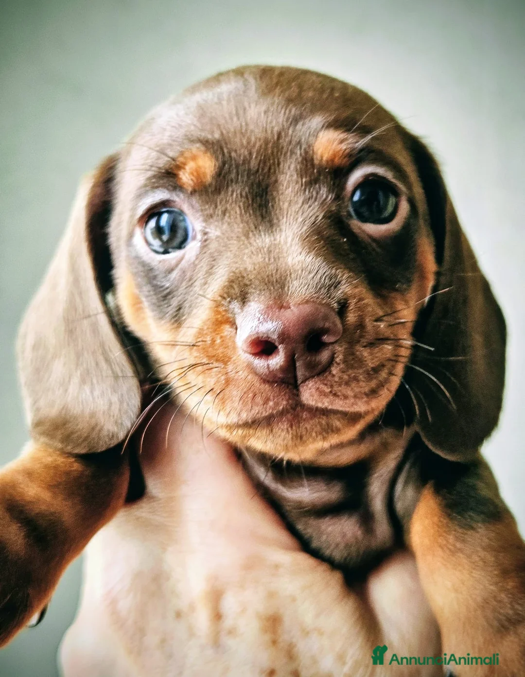 Bassotto cani in vendita: Bassottina cioccolato - Annuncio 2