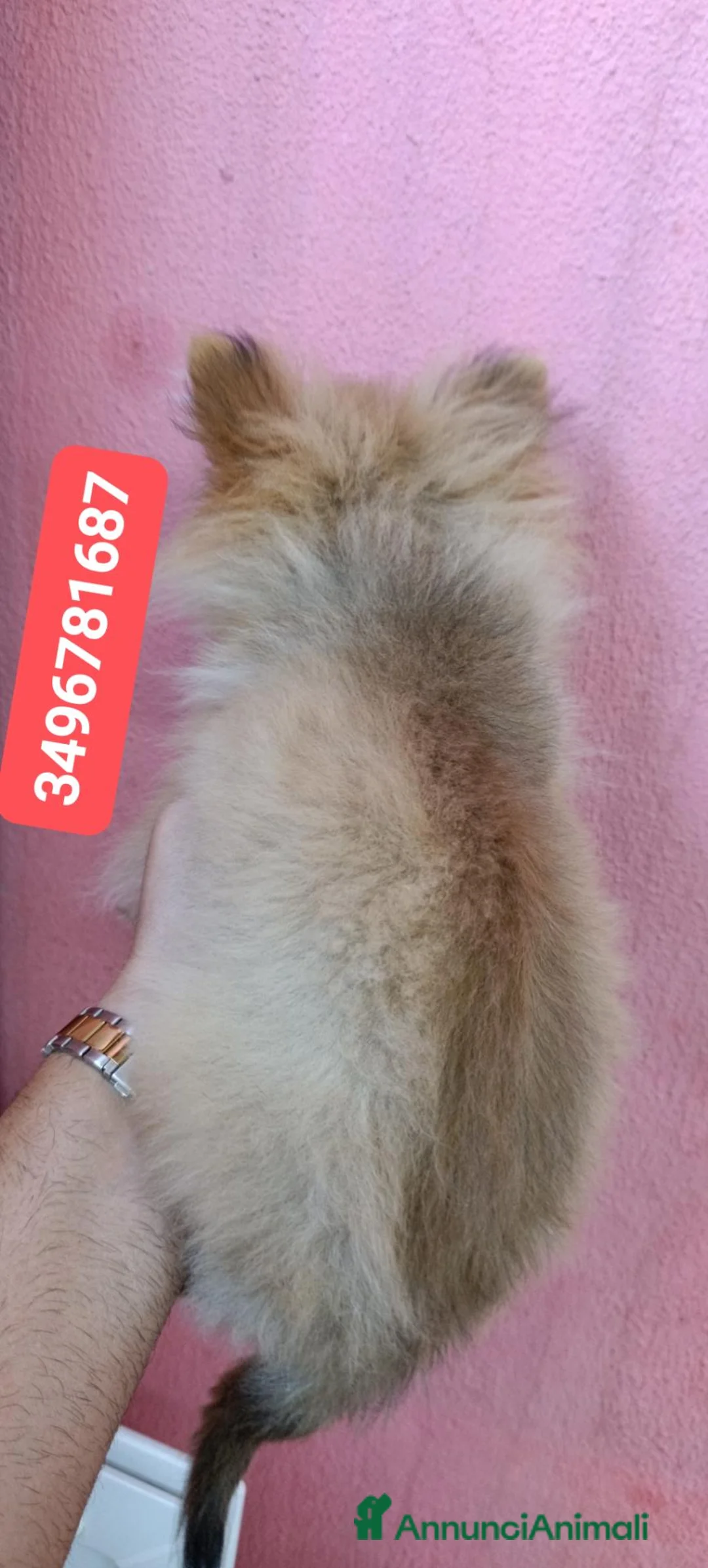Spitz cani in vendita: SPITZ TEDESCO PICCOLO ultime batuffole vaccinate - Annuncio 2