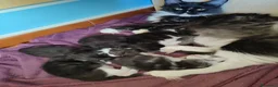 Maine Coon gatti in vendita: Meravigliosi gattini Maine Coon - Annuncio 3
