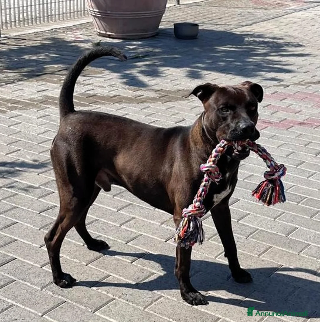 Meticcio cani in regalo: NIGEL BELLISSIMO PIT - Annuncio 7
