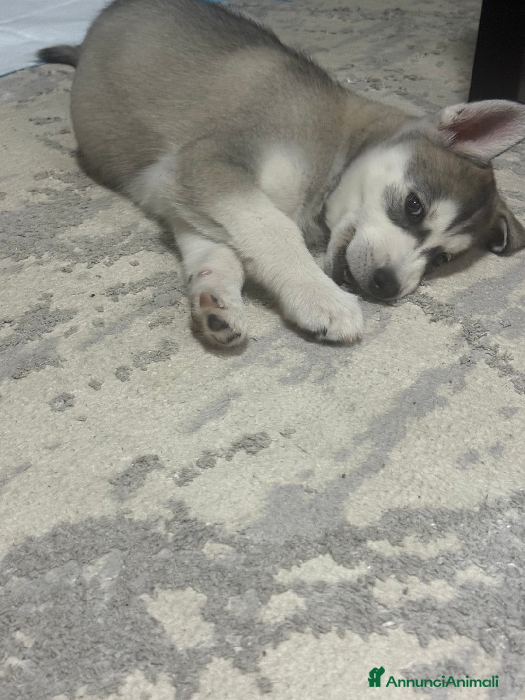 Husky cani in vendita: Siberian husky - Annuncio 4