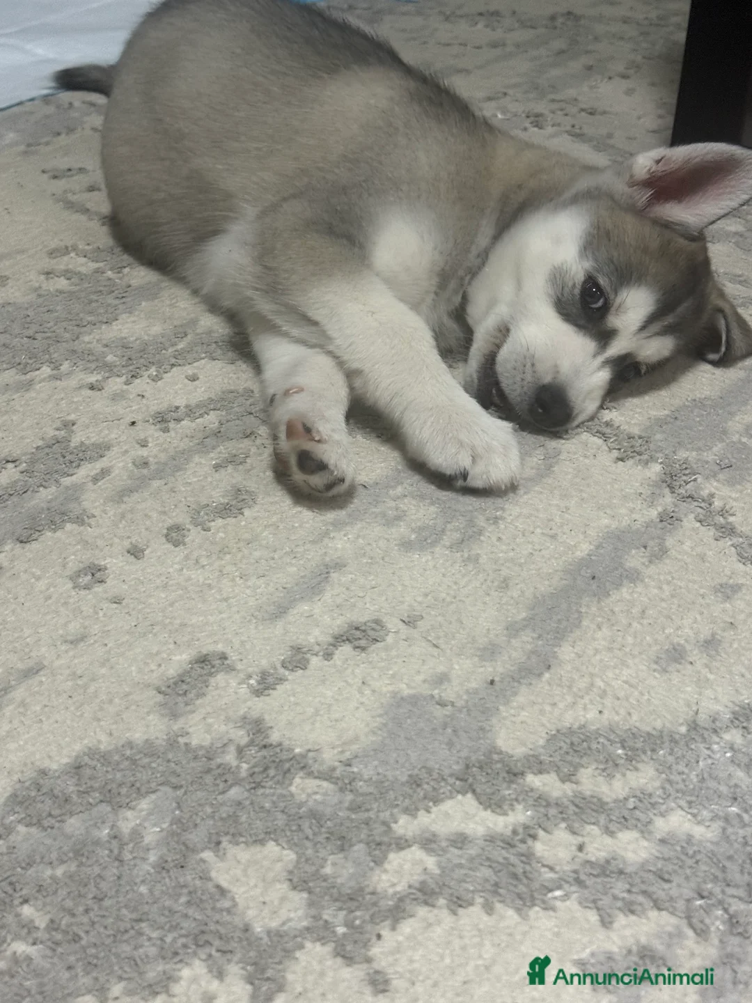 Husky cani in vendita: Siberian husky - Annuncio 4