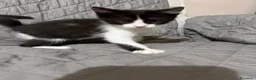 Meticcio gatti in regalo: Felicia, 4 mesi di dolcezza  - Annuncio 12