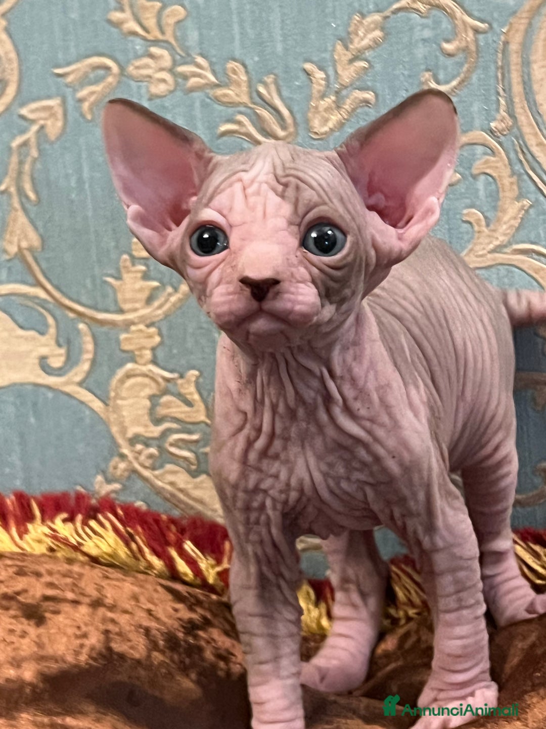 Sphynx gatti in vendita: Sphynx  - Annuncio 6