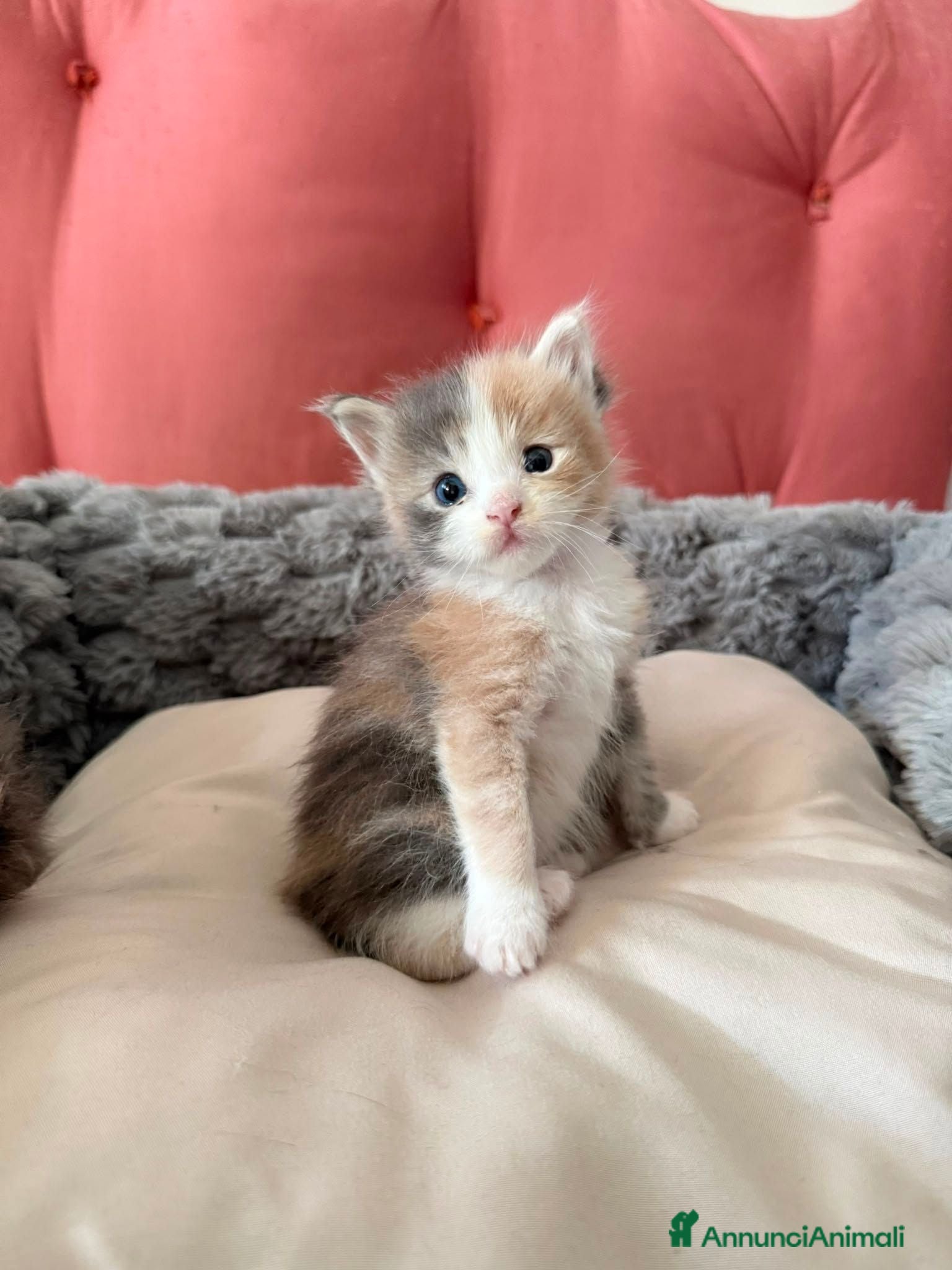 Maine Coon gatti Da Leo e alaska 5  fantastici cuccioli!!! - Annuncio 2