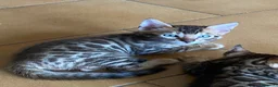 Bengala gatti in vendita: Cucciole con pedigree  a Provincia di Modena - Annuncio 3