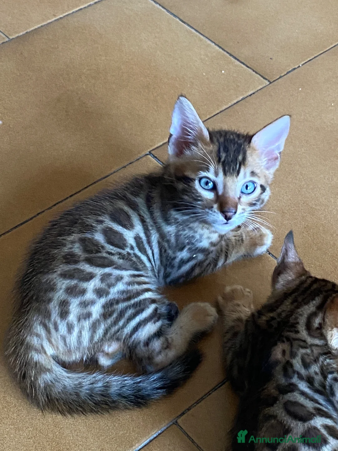 Bengala gatti in vendita: Cucciole con pedigree  a Provincia di Modena - Annuncio 3