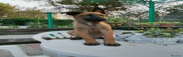 Pastore Belga cani in vendita: Cucciolata Pastore Belga Malinois in Italia  - Annuncio 2