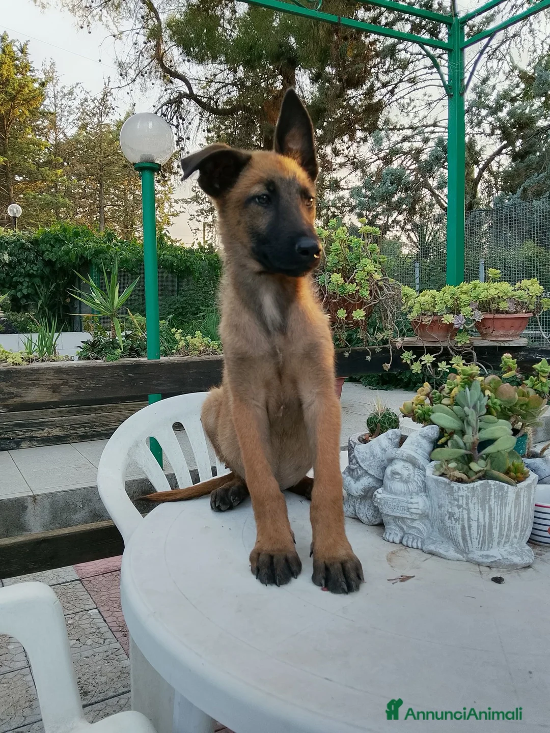 Pastore Belga cani in vendita: Cucciolata Pastore Belga Malinois in Italia  - Annuncio 2