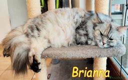 Persiano gatti in regalo: BRIANNA SPLENDIDA GATTINA PERSIANA a Città metropolitana di Roma Capitale - Immagine 3