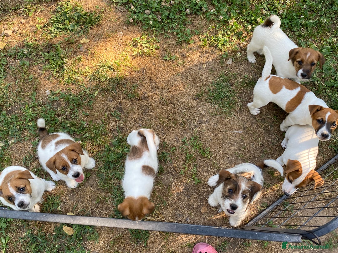 Jack Russell cani in vendita: Jack Russell pelo ruvido due mesi maschio a Città metropolitana di Milano - Immagine 3