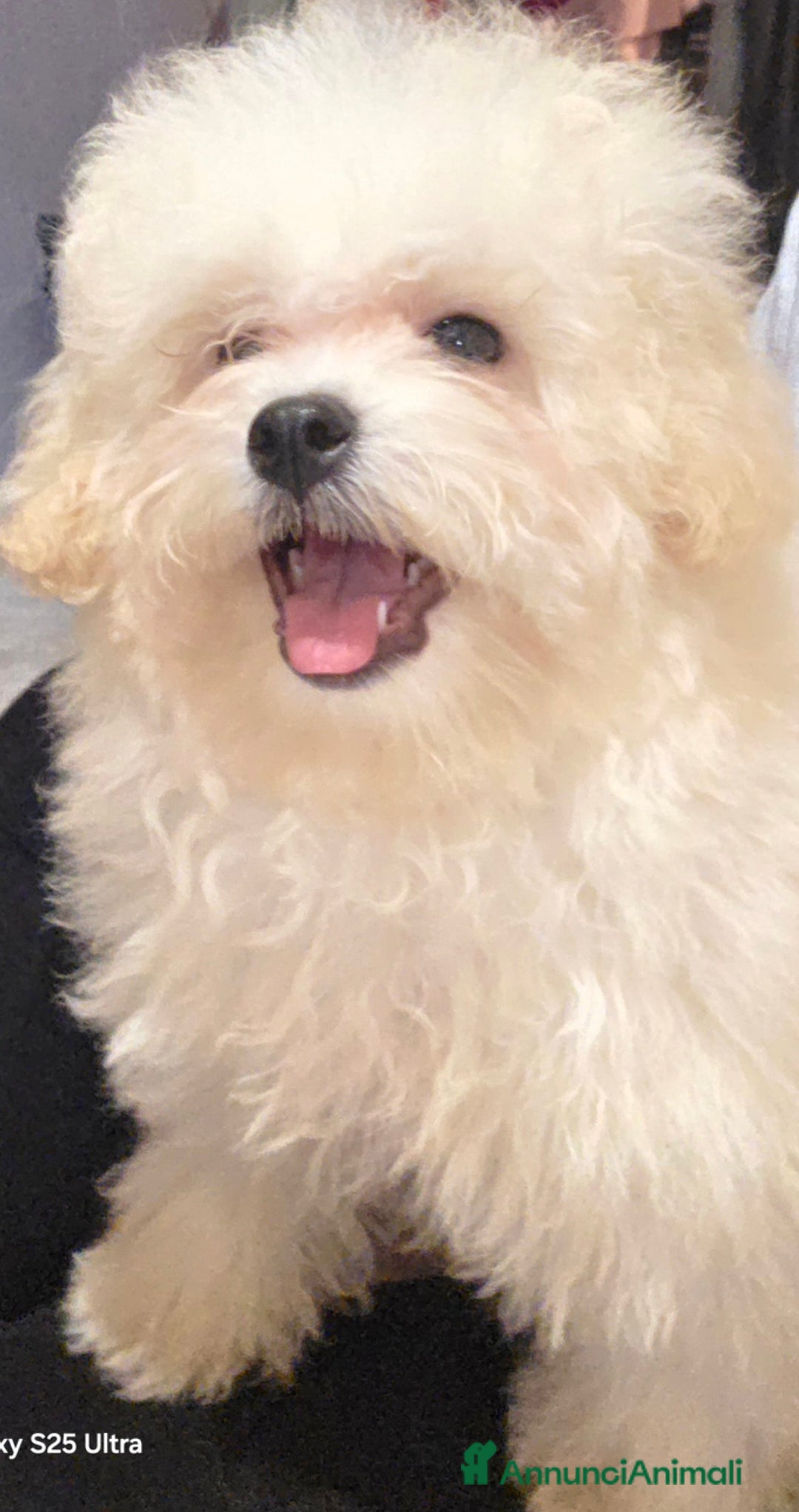 Meticcio cani in vendita: Maltipoo toy - Annuncio 9