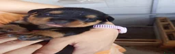 Rottweiler cani in vendita: Cuccioli di rottweiler  - Annuncio 2