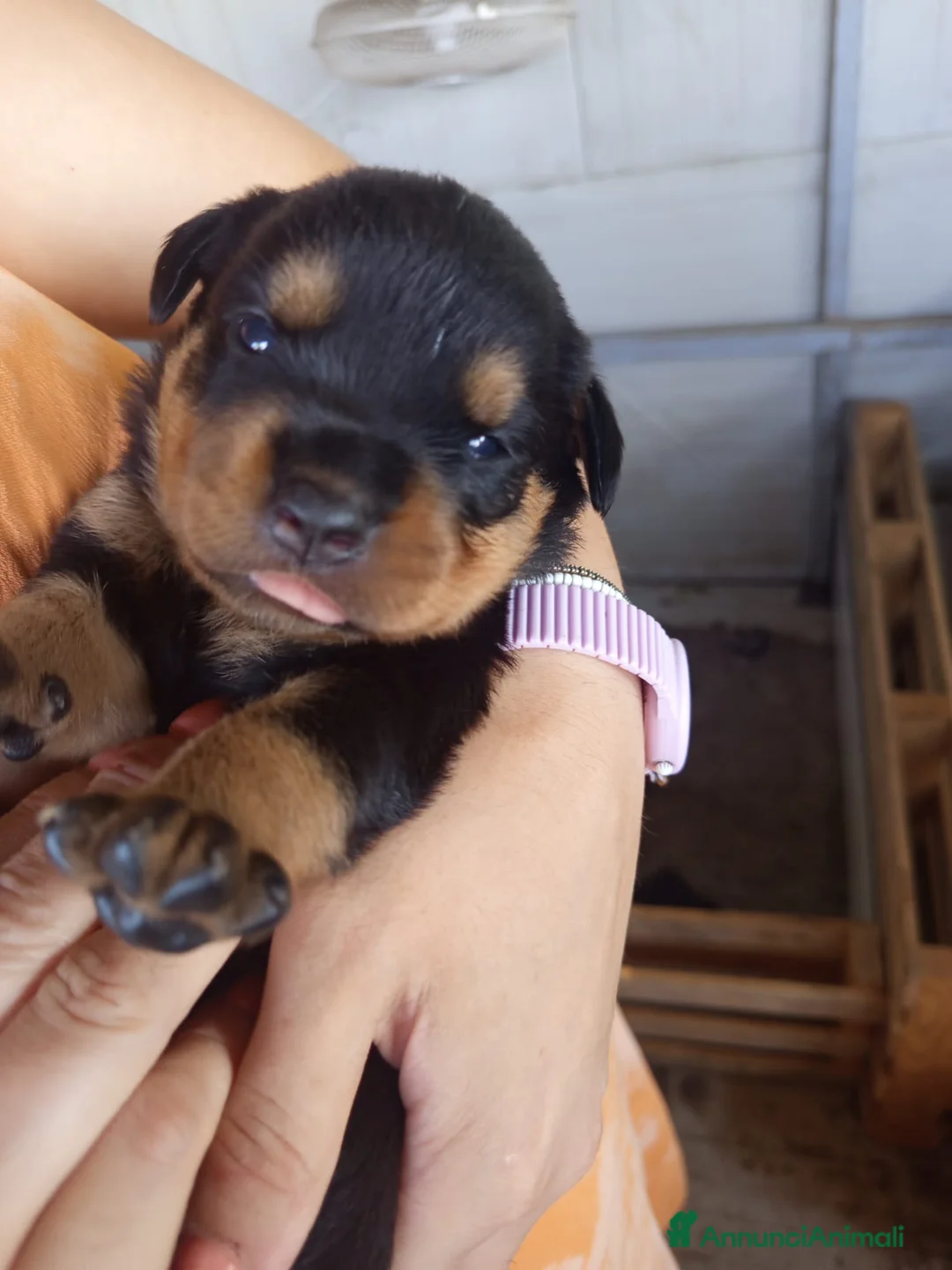 Rottweiler cani in vendita: Cuccioli di rottweiler  - Annuncio 2