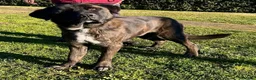 Meticcio cani in regalo: Simil Corso  - Annuncio 6
