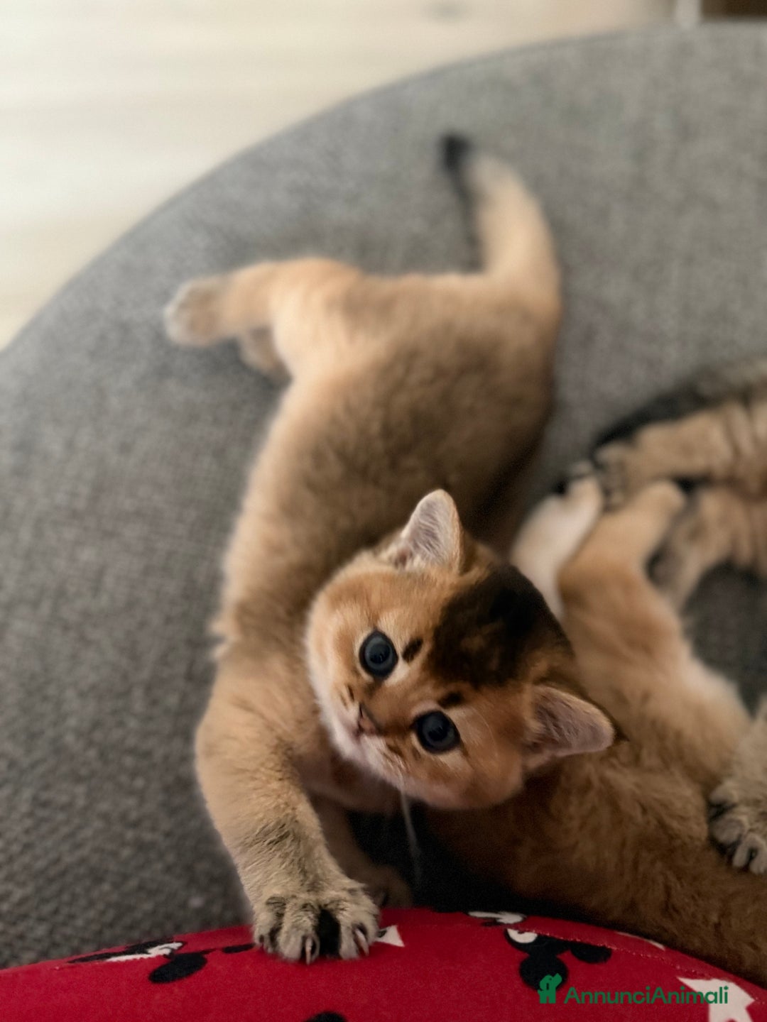 Scottish gatti in vendita: Scottish straight  - Annuncio 3