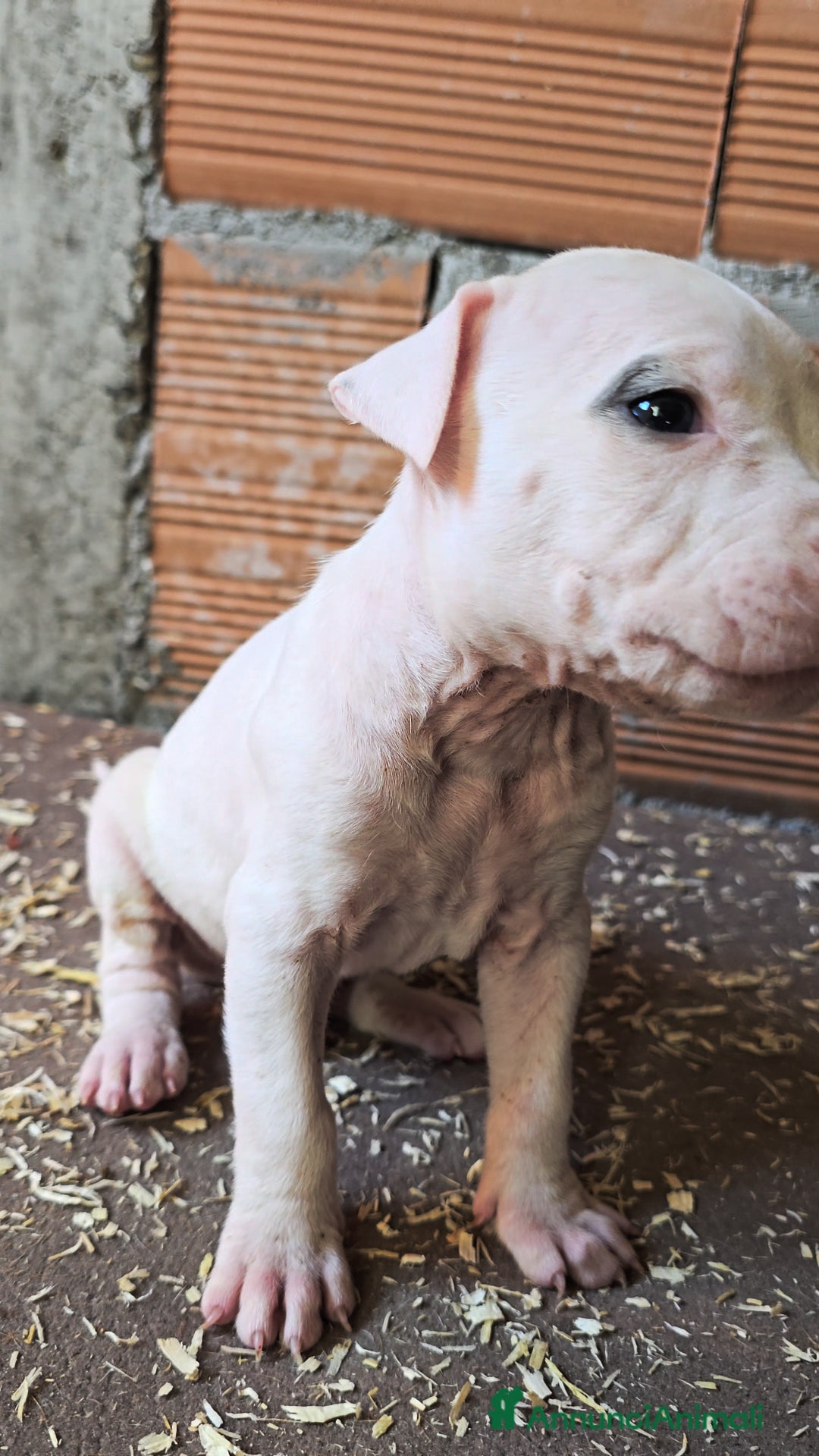 American Staffordshire cani in vendita: Cuccioli Amstaff  - Annuncio 18