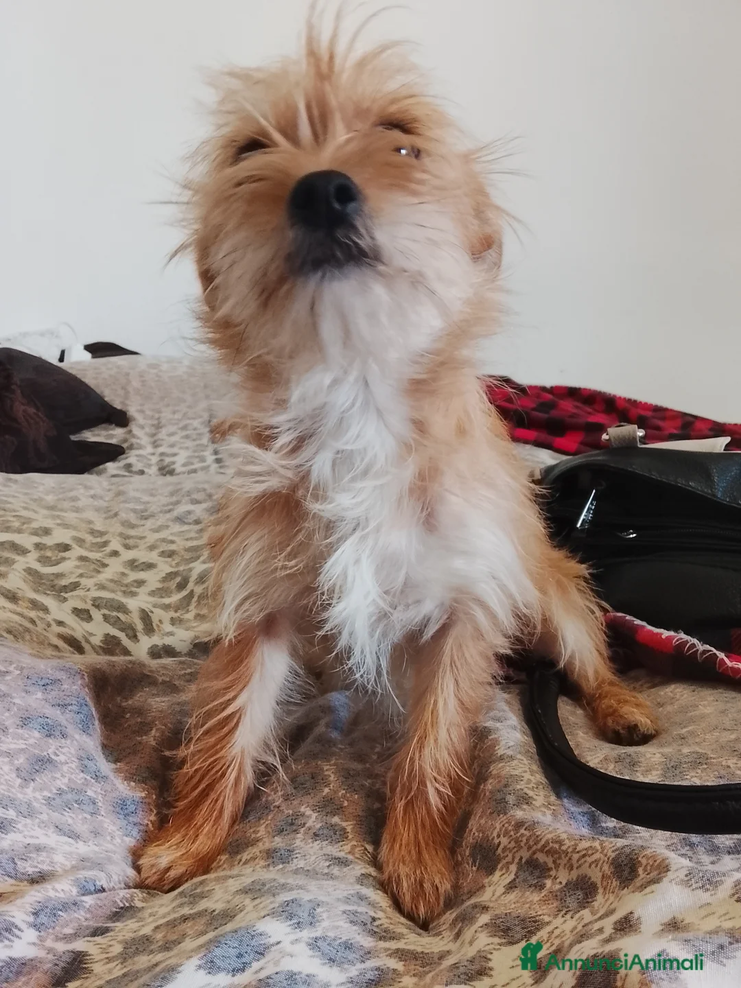 Meticcio cani in regalo: Cane in regalo a Provincia di Padova - Annuncio 3