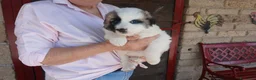 Meticcio cani in regalo: LA SPLENDIDA SVEVA NON VUOLE CRESCERE IN CANILE - Annuncio 4