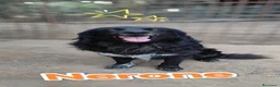 Meticcio cani in regalo: Nerone cerca urgentemente famiglia a Provincia di Novara - Annuncio 1