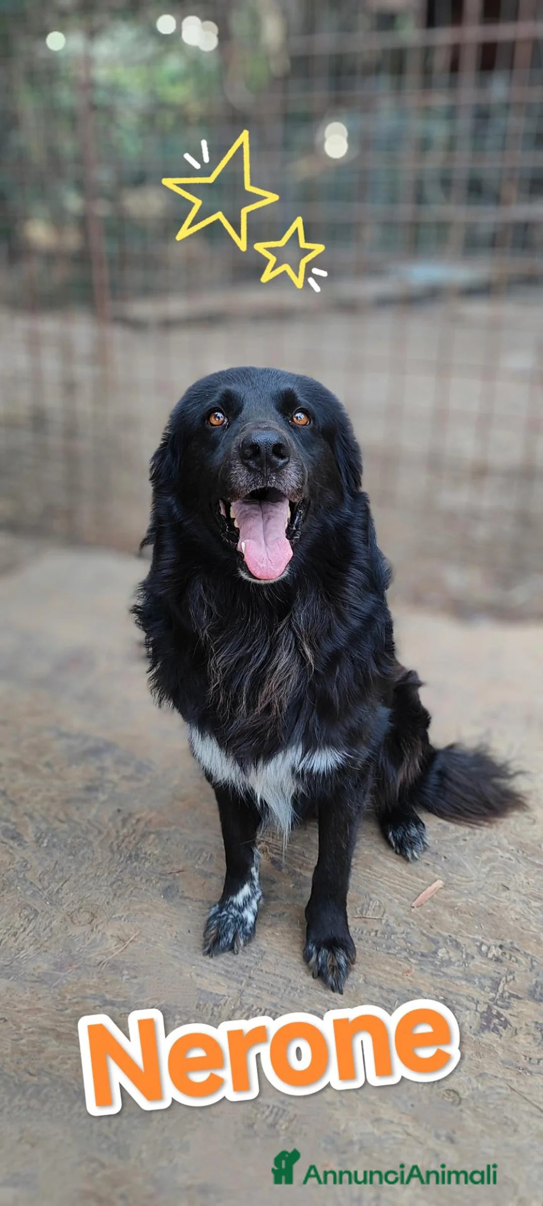 Meticcio cani in regalo: Nerone cerca urgentemente famiglia a Provincia di Novara - Annuncio 1