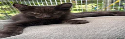 Maine Coon gatti in vendita: Maschietto nero di maine coon (Black Velvet) - Annuncio 28