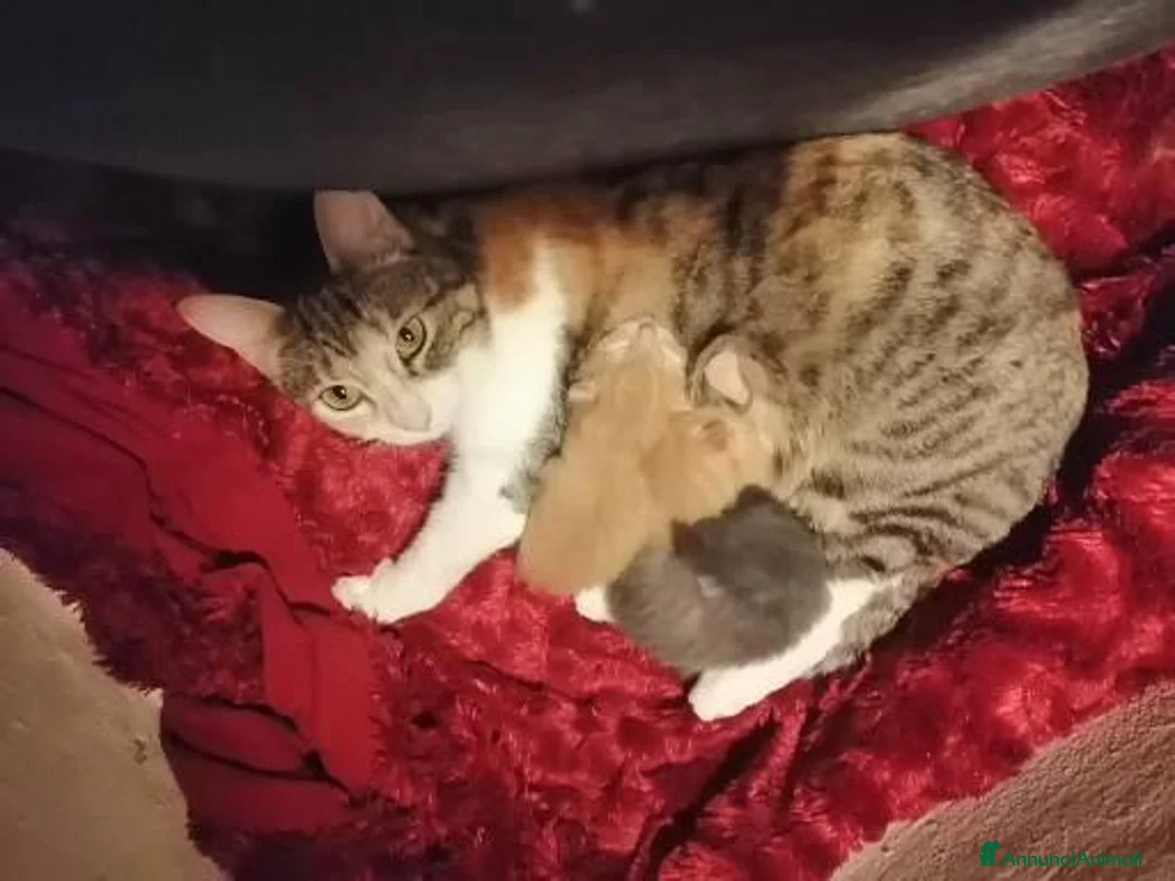 Meticcio gatti in regalo: Gattini di 2 mesi  - Annuncio 2