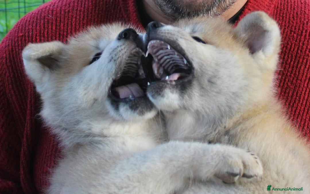 Akita Inu cani in vendita: AKITA CUCCIOLI da Allevamento ENCI - Immagine 4