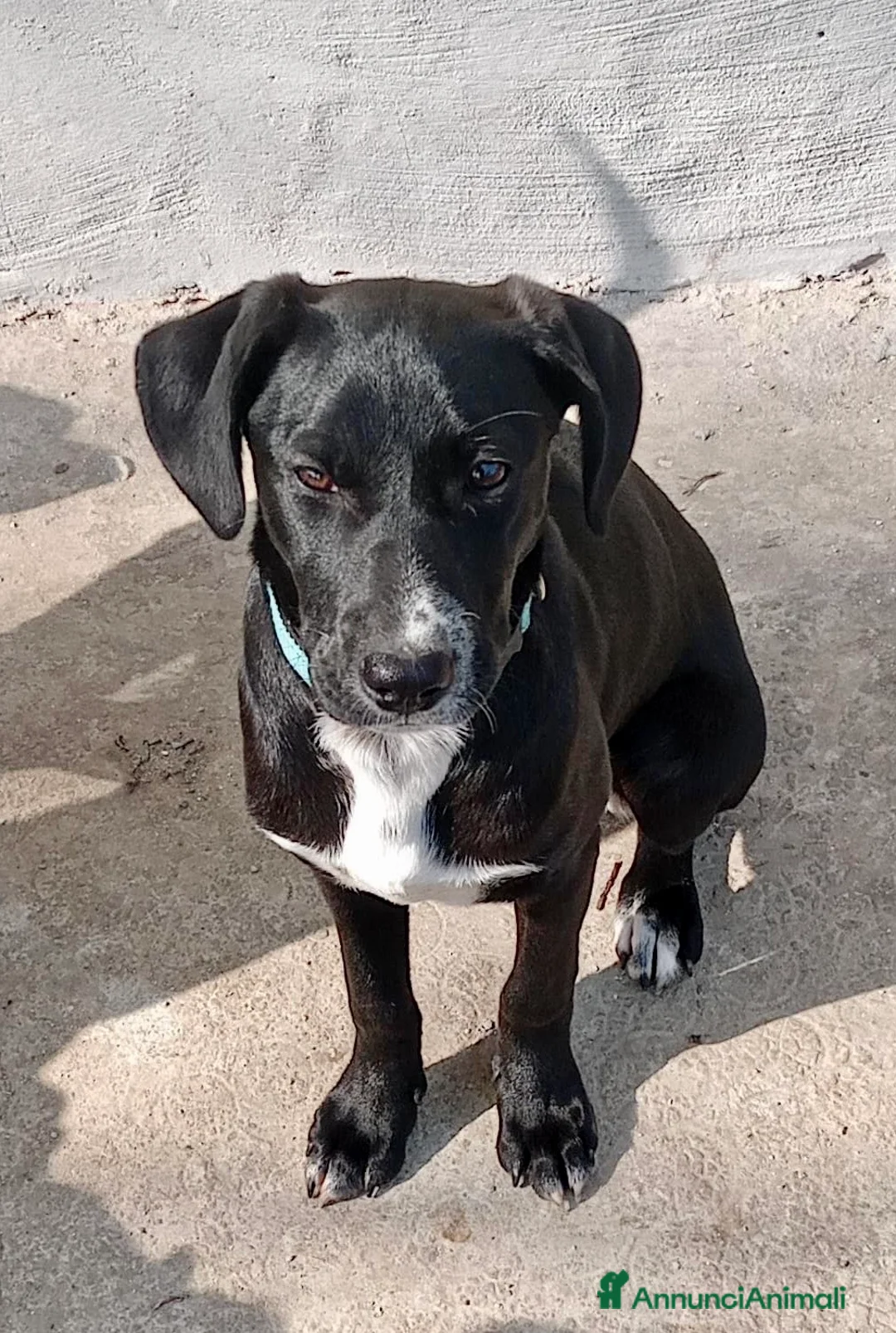 Meticcio cani in regalo: Rapunzel  a Provincia di Savona - Annuncio 2