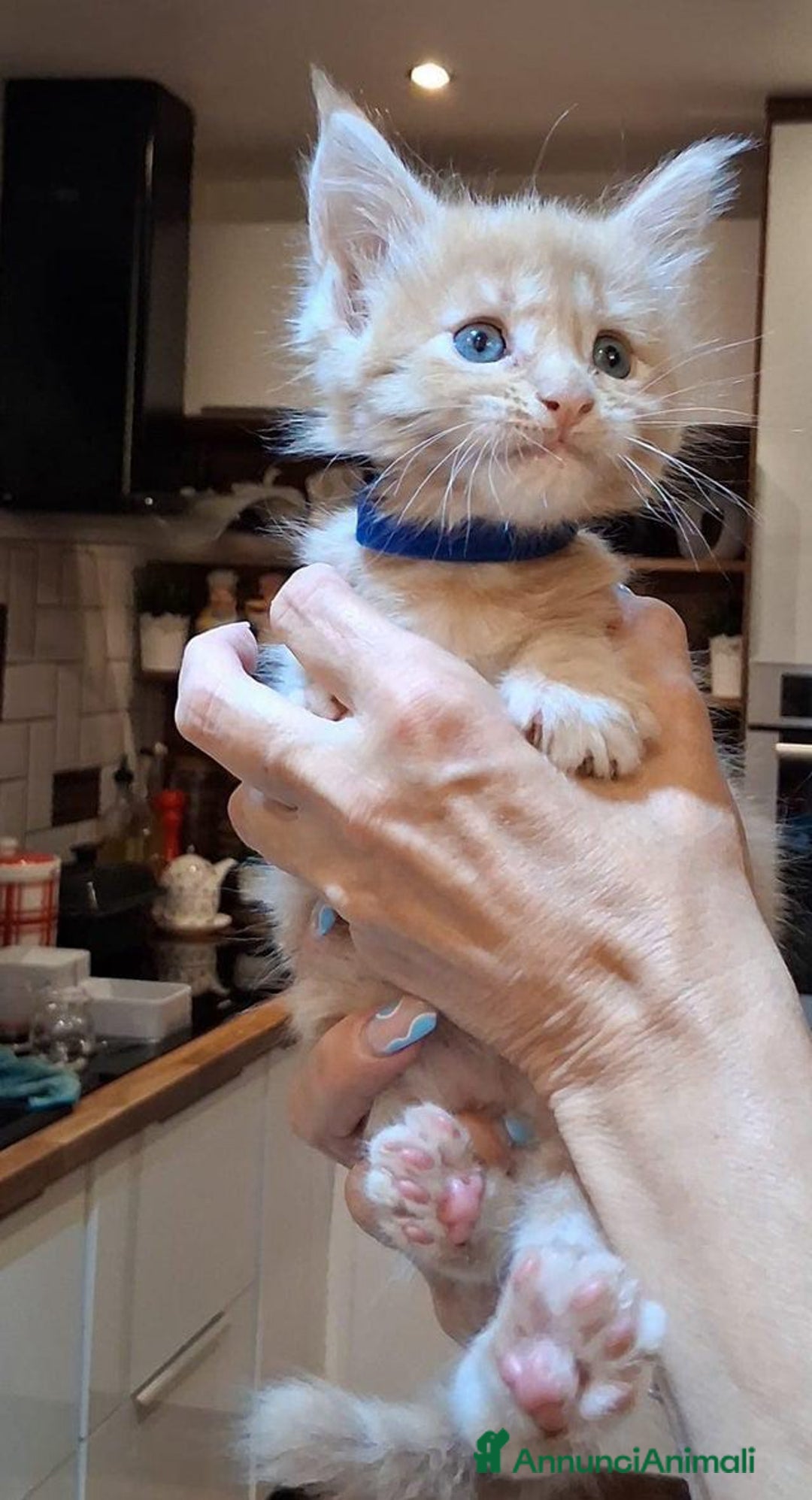 Maine Coon gatti in vendita: Maine coon pedigree - Annuncio 9