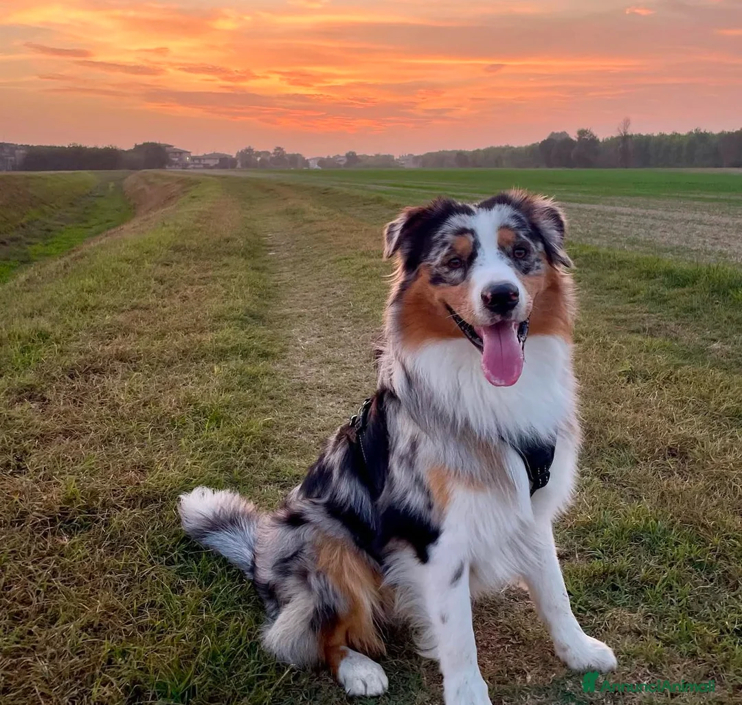 Australian Shepherd cani per accoppiamento: Romeo australian shepherd blu merle per monte  a Provincia di Mantova - Annuncio 4