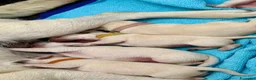Labrador cani in vendita: Cuccioli Labrador miele a Provincia di Lodi - Annuncio 6