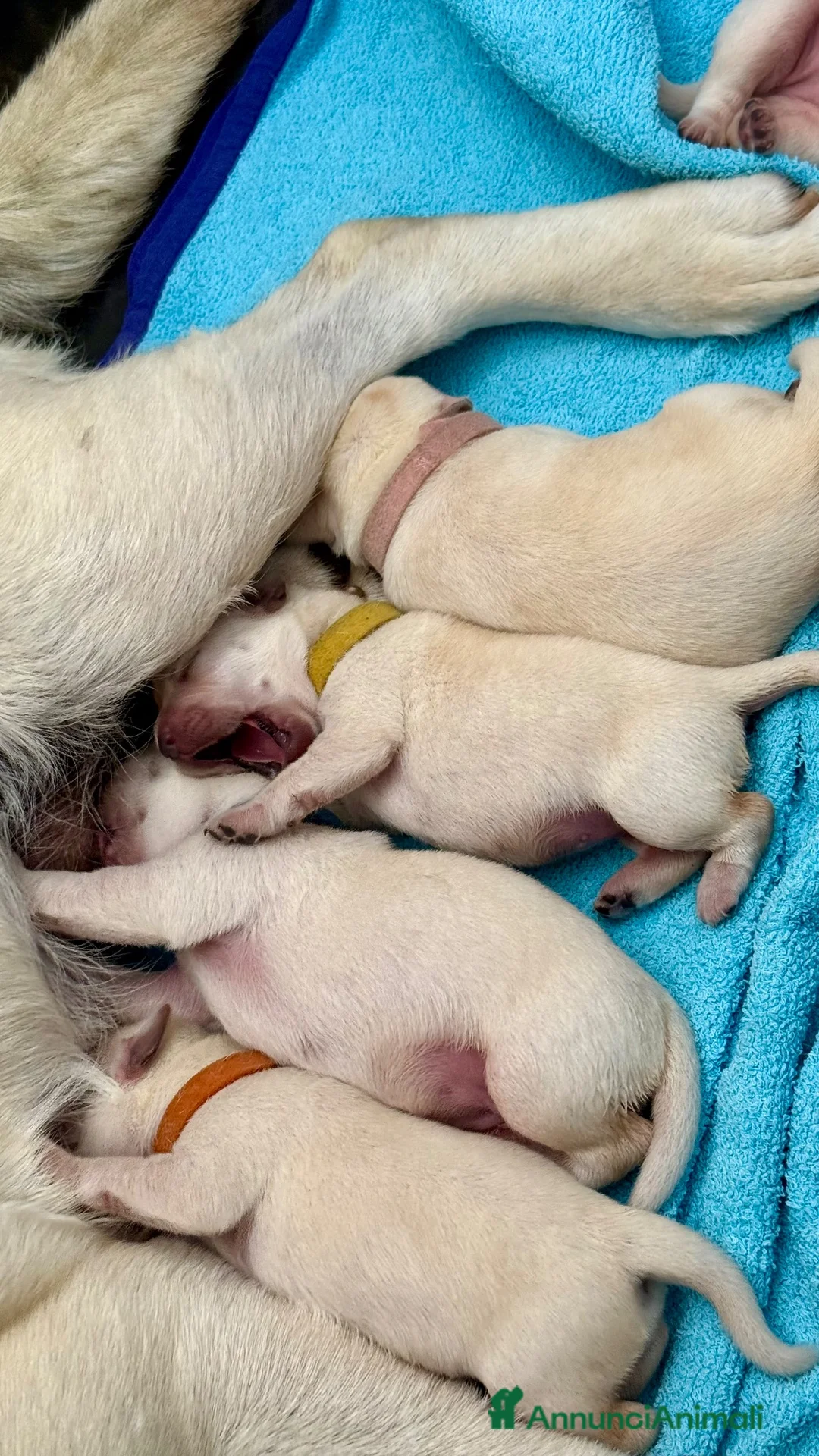 Labrador cani in vendita: Cuccioli Labrador miele a Provincia di Lodi - Annuncio 6