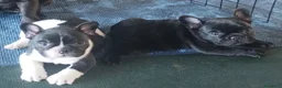 Bulldog Francese cani in vendita: Cuccioli di Bulldog francese a Città metropolitana di Palermo - Annuncio 4