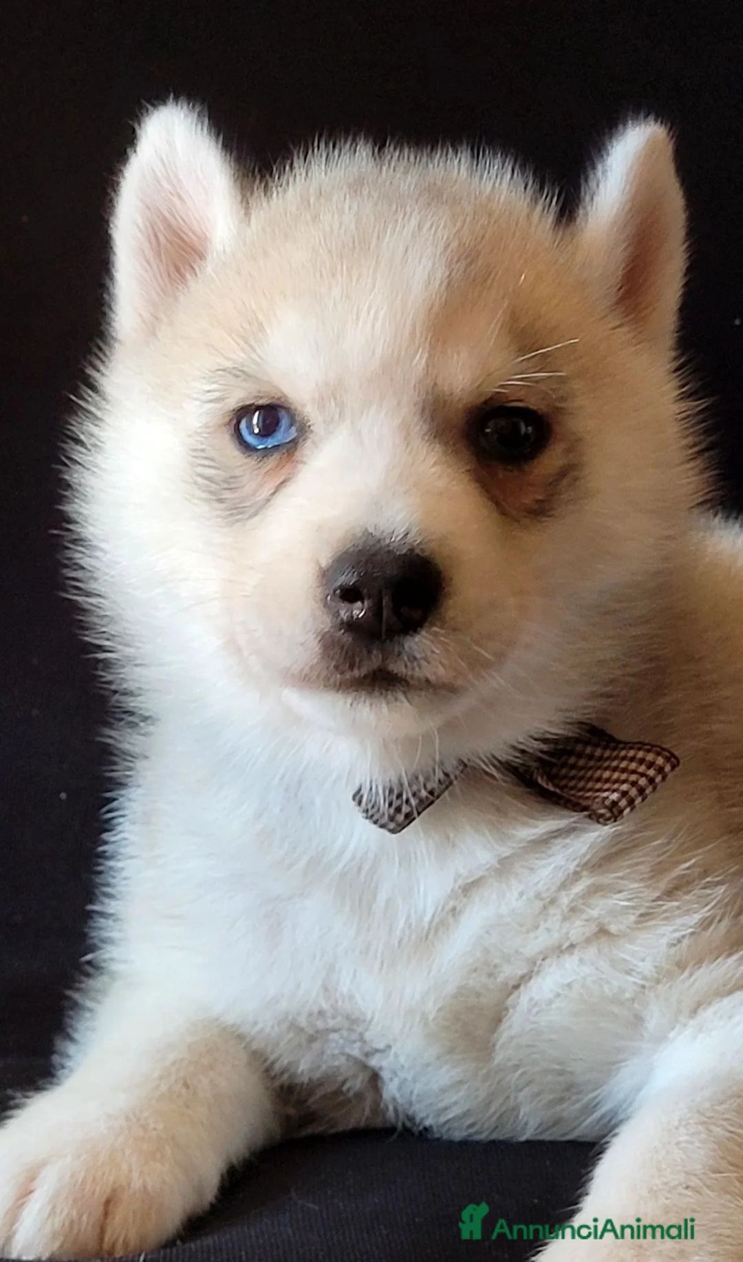 Husky cani in vendita: SIBERIAN HUSKY CUCCIOLATA CON PEDIGREE  - Annuncio 11