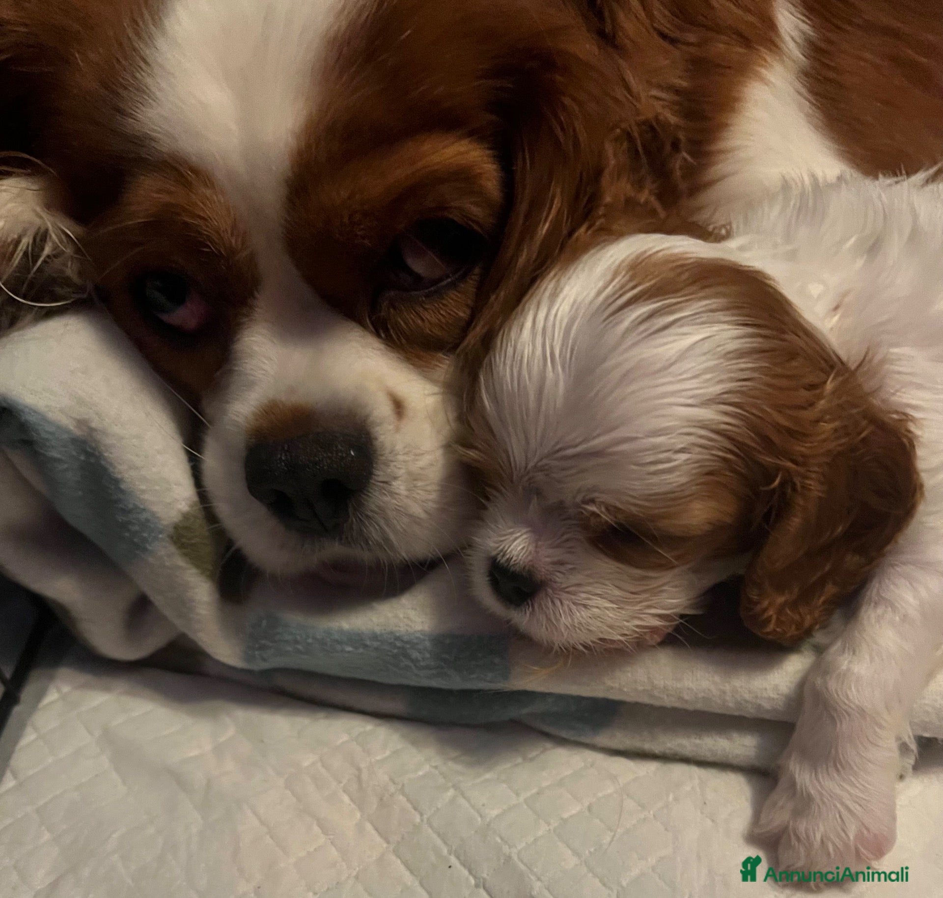 Cavalier King cani in vendita: Cavalier King  - Annuncio 3