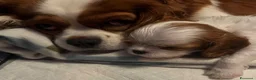 Cavalier King cani in vendita: Cavalier King  - Annuncio 1