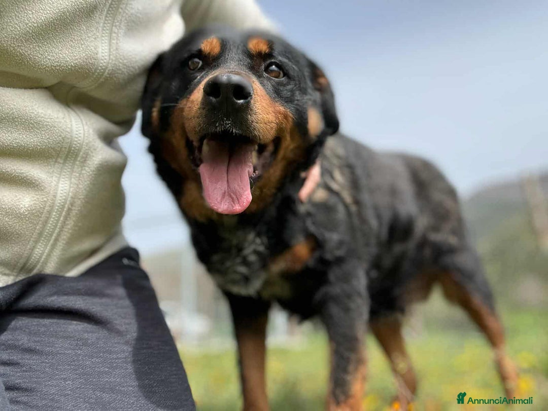 Rottweiler cani in regalo: GUENDY, dolcissima mix ROTT sfortunata - Annuncio 12