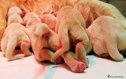 Golden Retriever cani in vendita: cuccioli golden retreiver a Provincia di Varese - Immagine 3