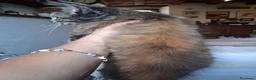 Maine Coon gatti in vendita: Gattina maine coon - Annuncio 5