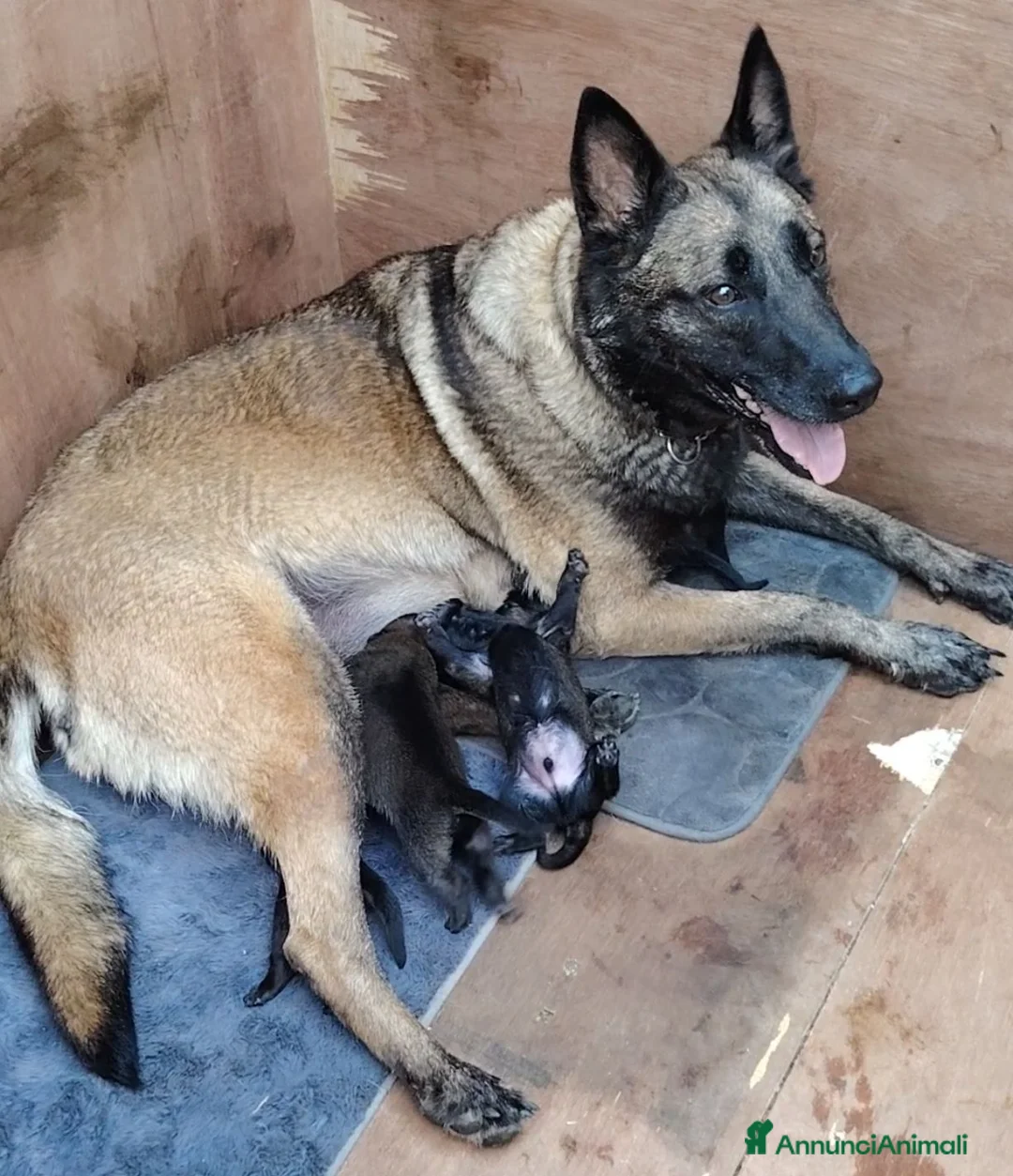 Pastore Belga cani in vendita: Cuccioli Pastore Belga Malinois disponibili a Provincia di Viterbo - Annuncio 2