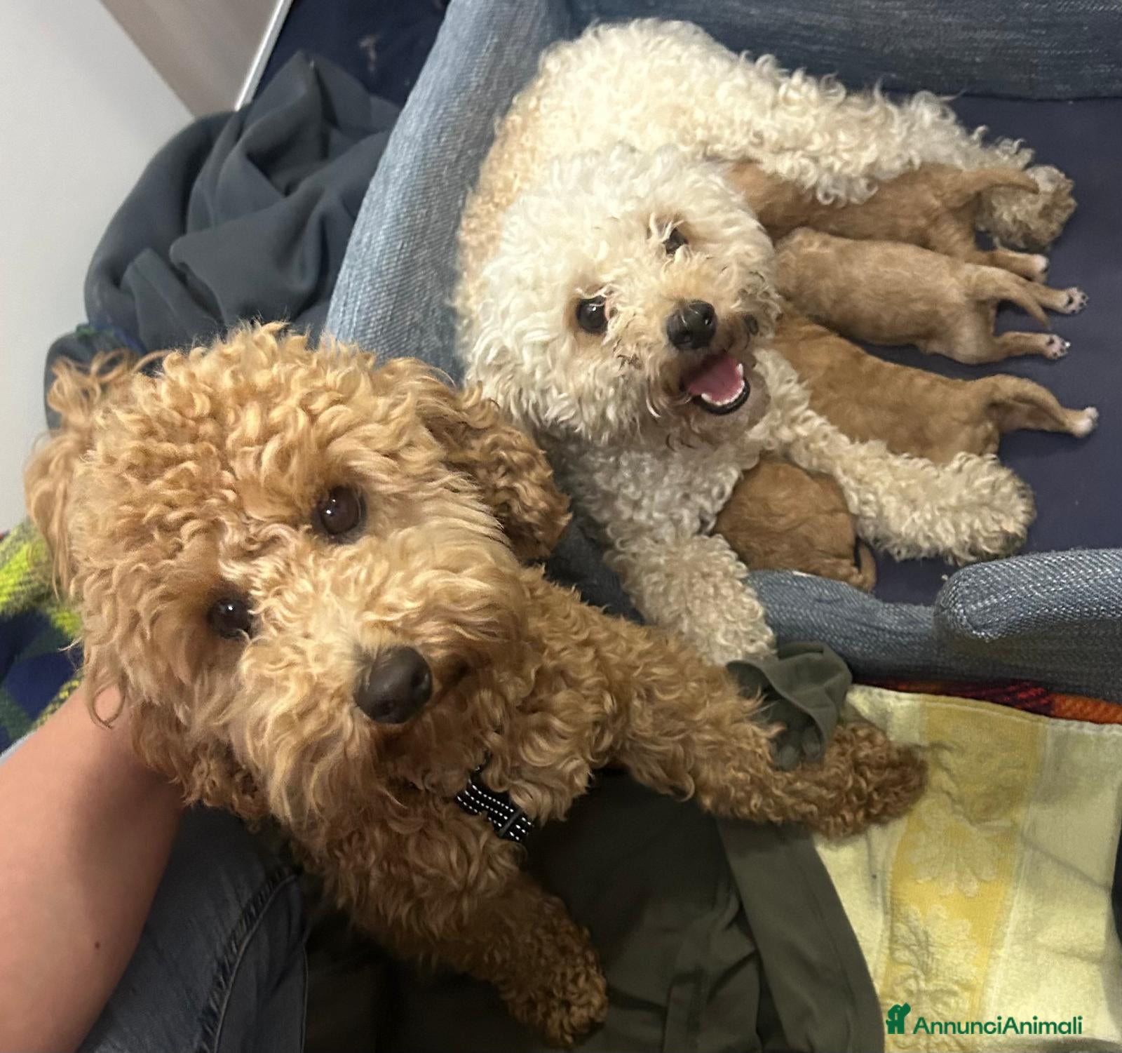 Barboncino cani Splendidi Cuccioli di Barboncino Maschi - Annuncio 4