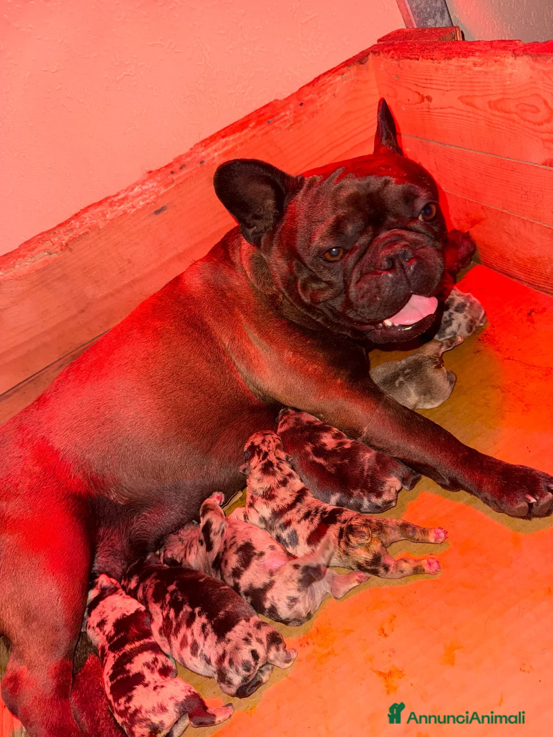 Bulldog Francese cani in vendita: Vendita bulldog francese femmina  - Annuncio 4