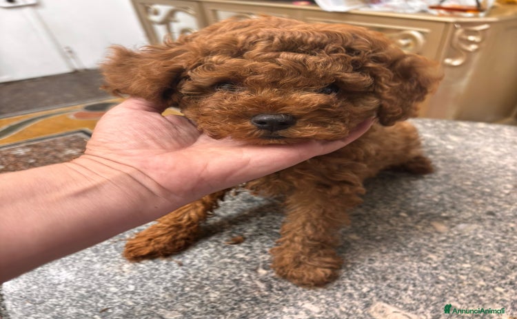 Barboncino Toy cani a Città Metropolitana di Torino - Annuncio 1