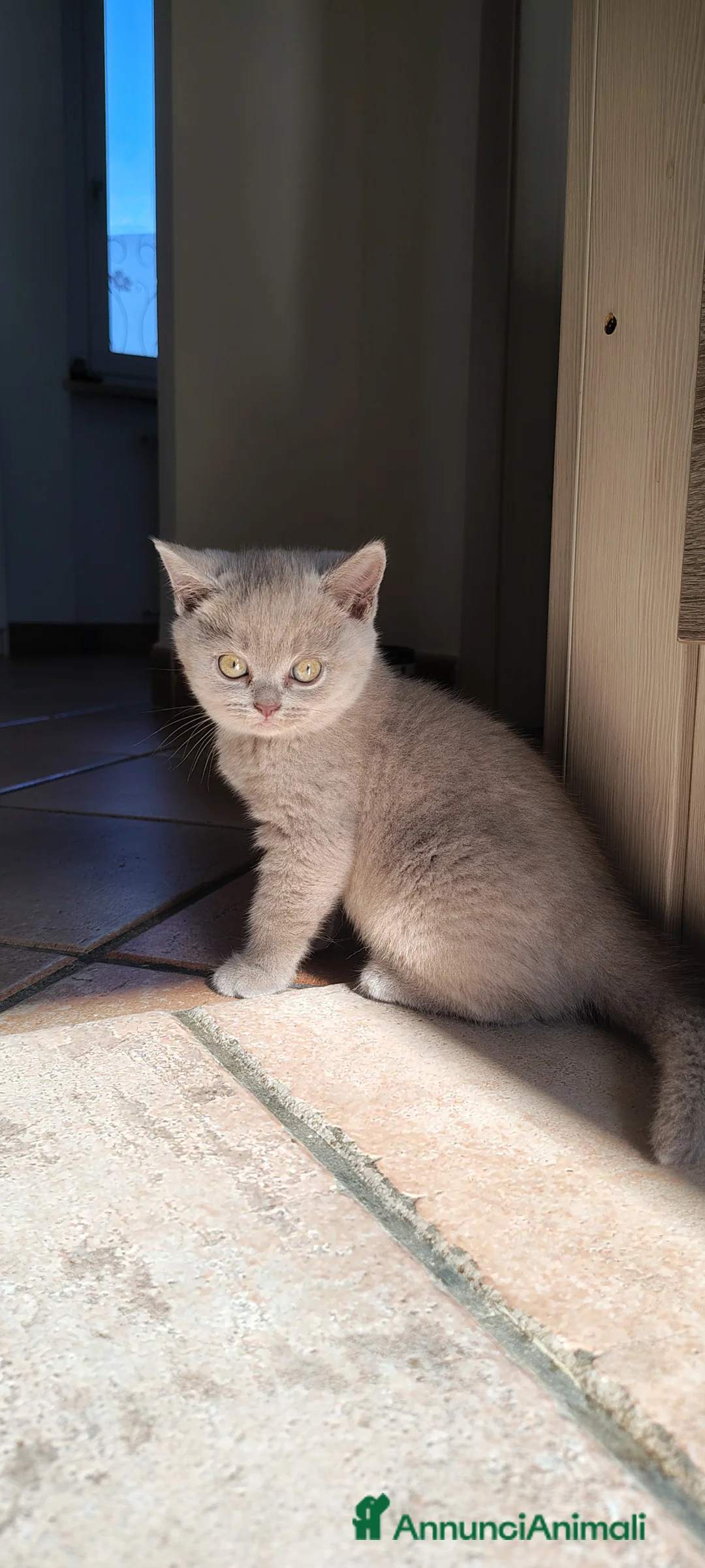 British gatti in vendita: Principessa di pura razza British Shorthair  - Annuncio 2