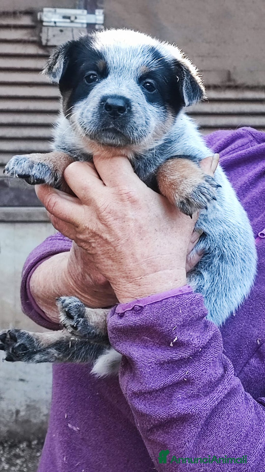 Australian Cattledog cani in vendita: cuccioli di Australian cattledog - Annuncio 5