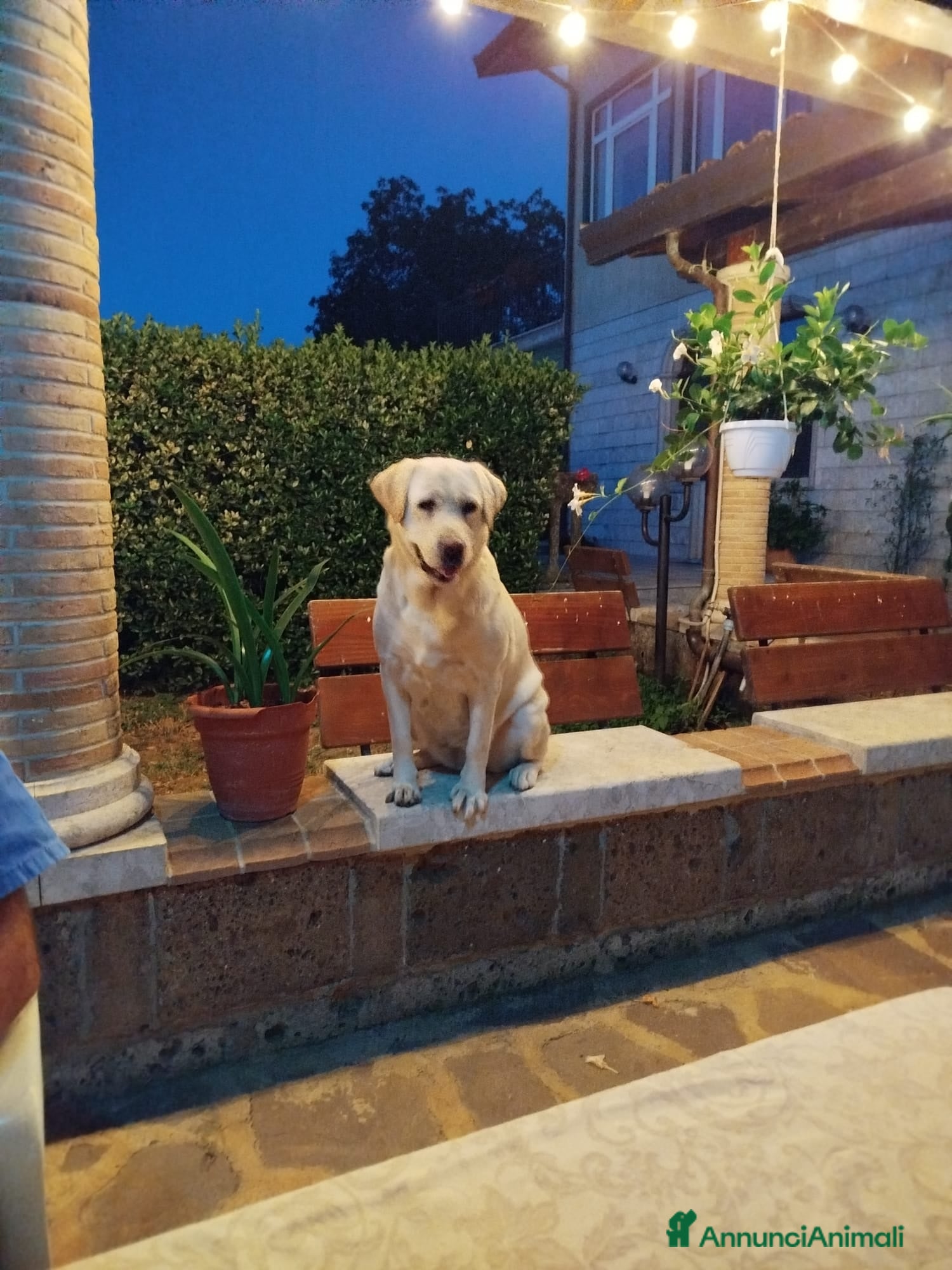 Labrador cani Cuccioli di Labrador - Annuncio 1
